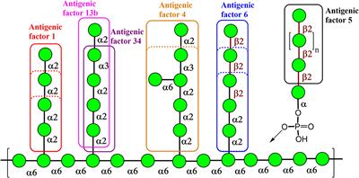 Importance of Candida Antigenic Factors: Structure-Driven Immunomodulation Properties of Synthetically Prepared Mannooligosaccharides in RAW264.7 Macrophages